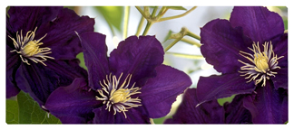 DNSEMP-L-024 Purple Cylmaties